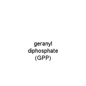 geranyl diphosphate (GPP)